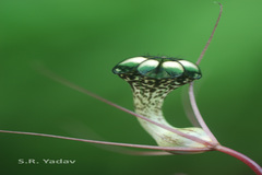 Ceropegia fantastica